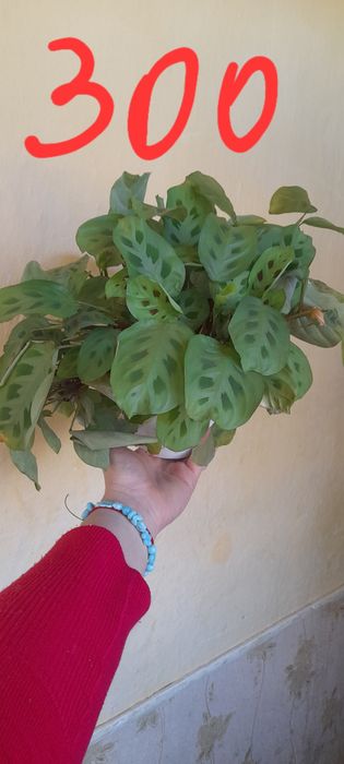 Маранта домшня. Велика