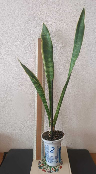 Сансевиерия окаймленная велика Sansevieria, тещін язик, щучий хвіст