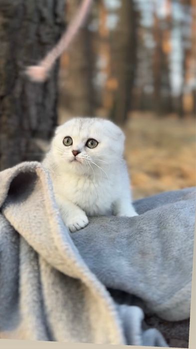 Шотландка киця шотландська породна киця вис дівчинка