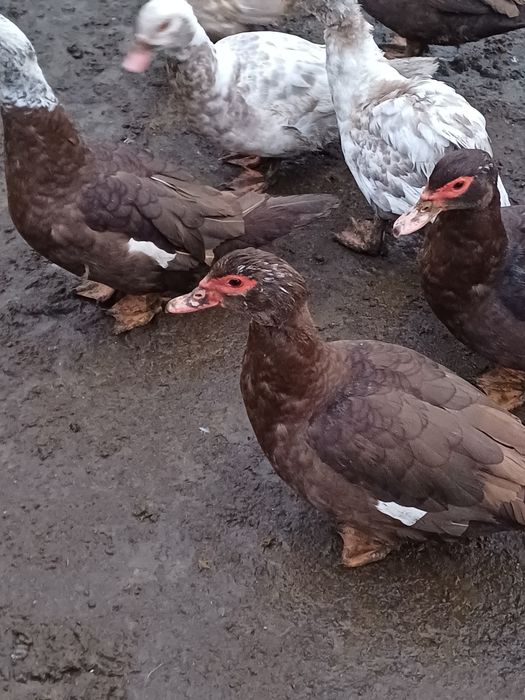 Продам мускусний качки глухі