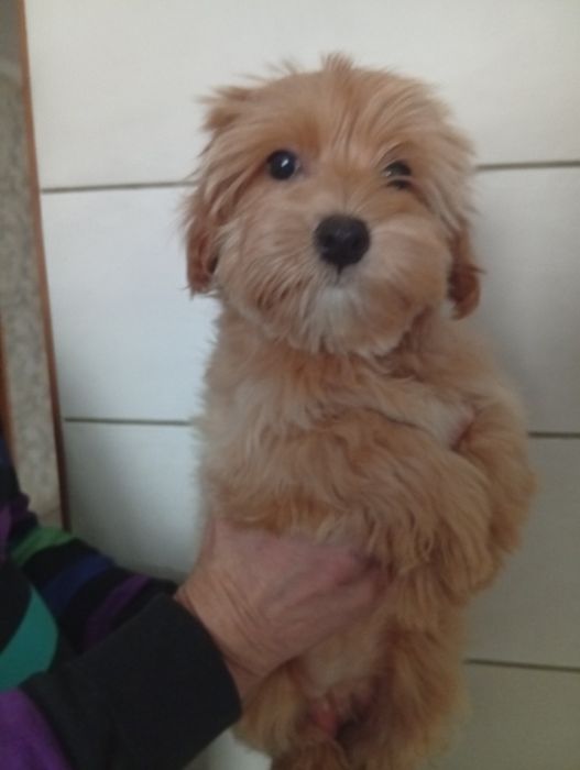 Дівчинка мальтіпу.