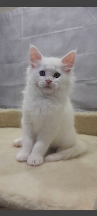 Мейн Кун — котик, що дарує спокій і тепло