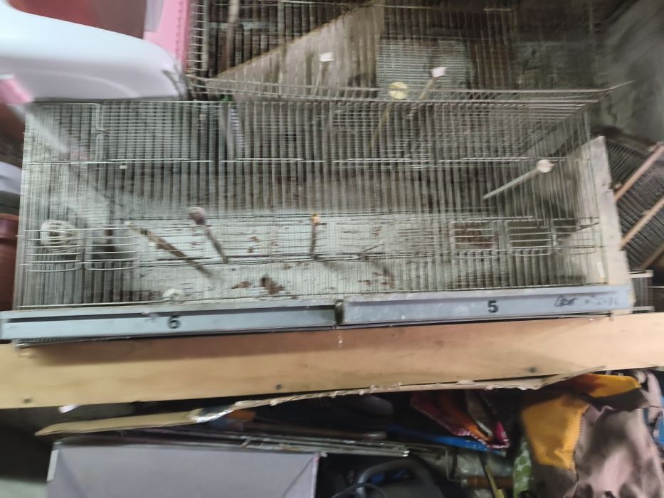 Viveiro gaiolas voadeiras