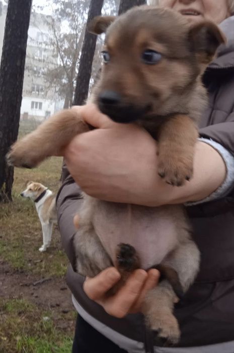 Цуцентяка шукають дім