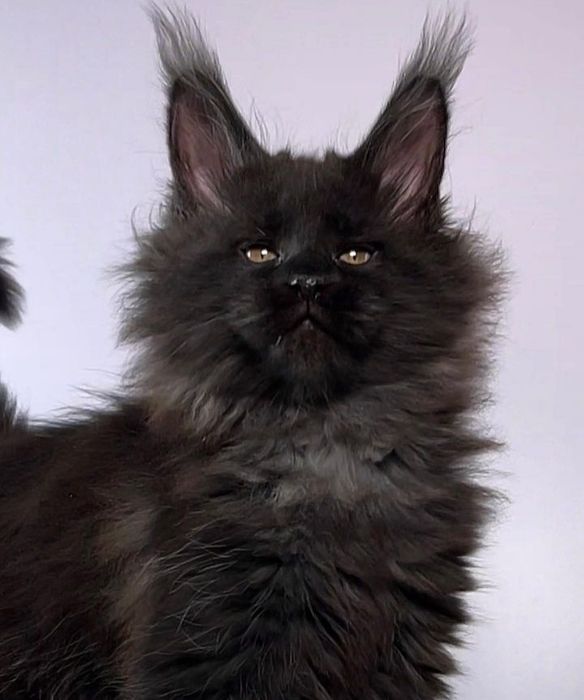 На продаж кошенятка Maine coons