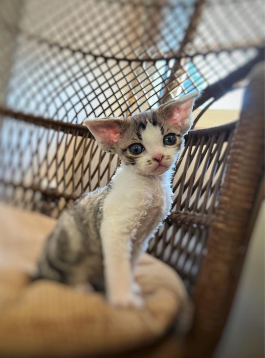 Chlopiec Devon Rex - idealny