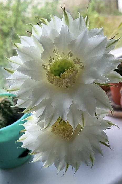 Дітки та підрощений квітучий кактус (великі білі квіти)