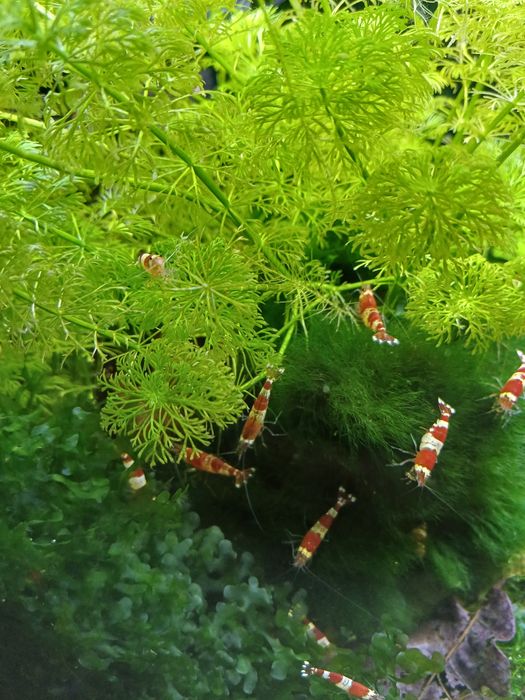 Krewetki Crystal Red