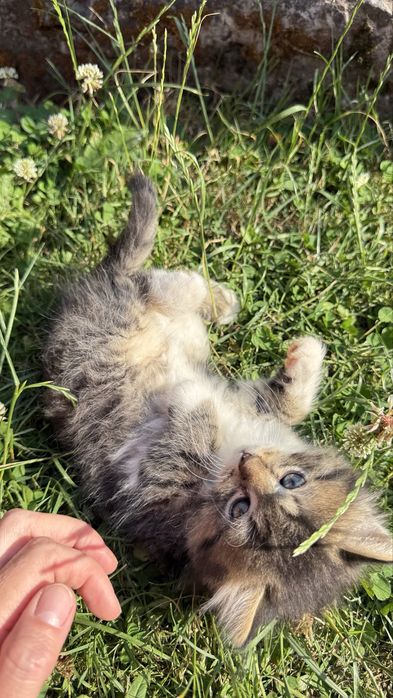 Два маленьких кошенятка