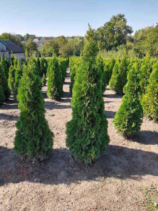 Саджанці хвойних рослин. Туя західна Смарагд, Глобоза, Даніка, ялинка