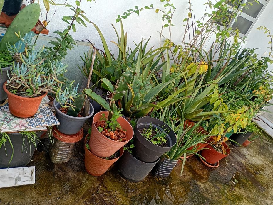 Vasos com Plantas e Vasos Vazios