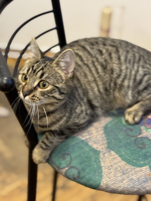 Стерилізовані,вакциновані,7 міс