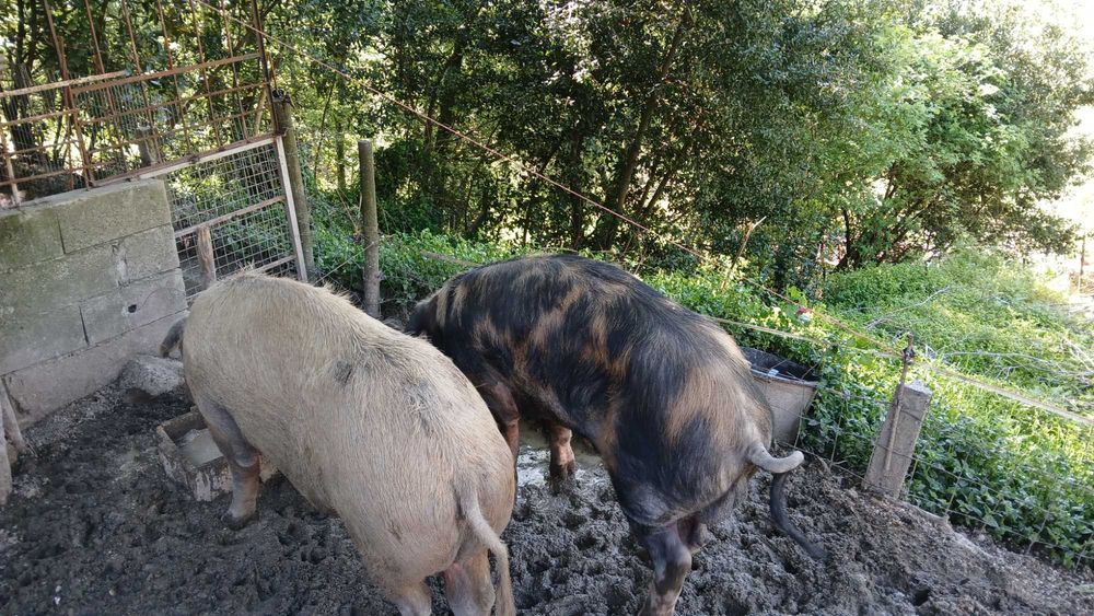 Tenho porco com cerca de 200kg para venda