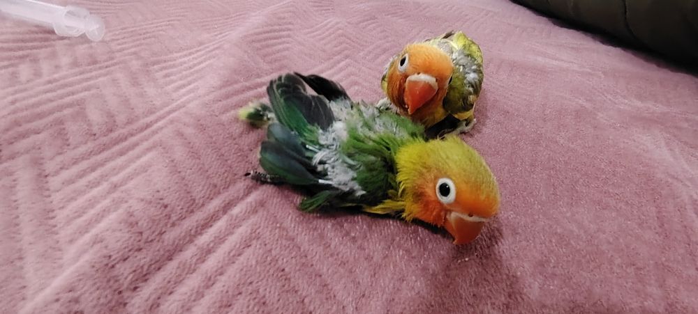 Agapórnis Fischer Opalinno.