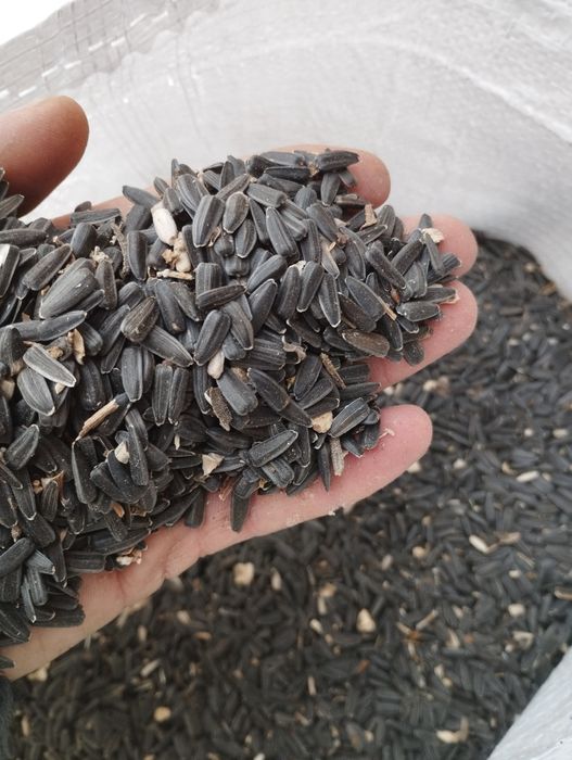 Насіння соняшнику для пташок синочок