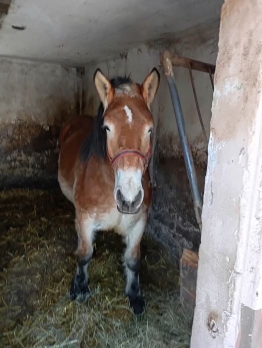 Sprzedam źrebice 19-miesiecy, klacz zimnokrwista
