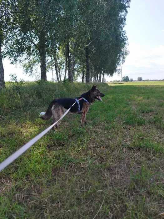 Bruno szuka domu