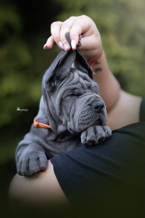 Dog Niemiecki szczeniak
