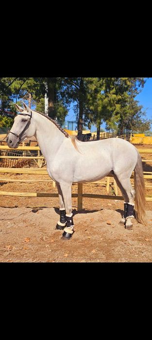 Psl 1.60m Montado e engatado!