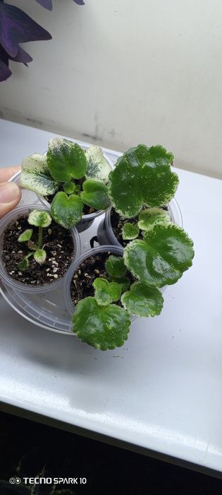 Фиалки софия Ротару, Фата Моргана ,Герцогиня, Масленица, Сапфира.