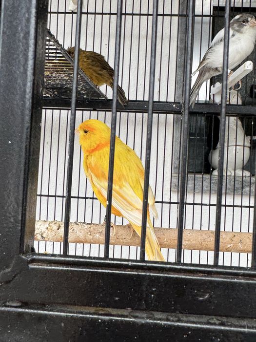 [14]Canarios + Jaula