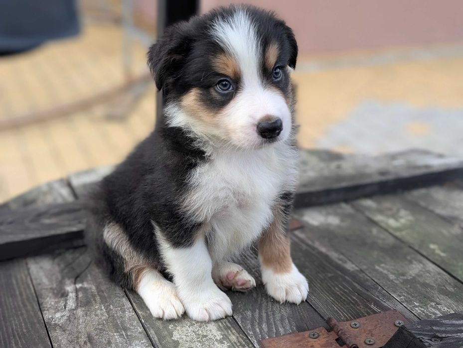 Border Collie pies samiec tricolor SHIRO przebadani rodzice