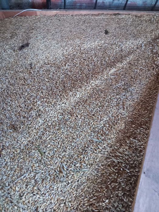 Pszenica, jeczmien owies