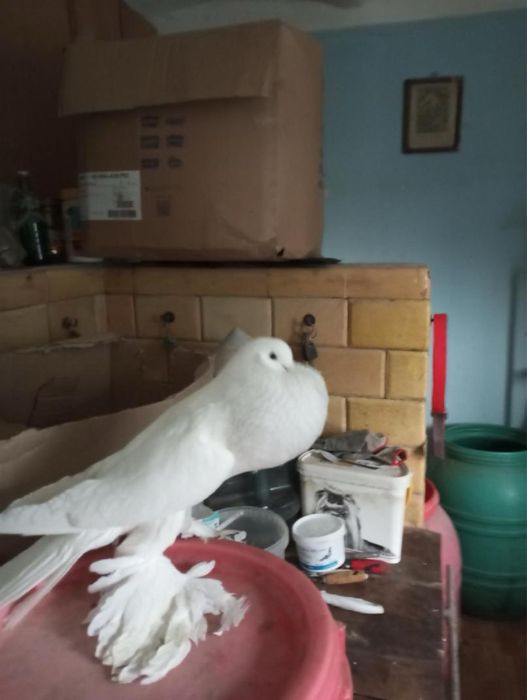 Samce Brodawczak bialy