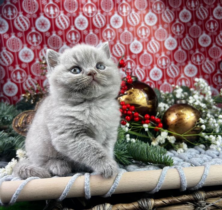 Kotka brytyjska szylkretka wyprawka rodowód   FPL FIFE