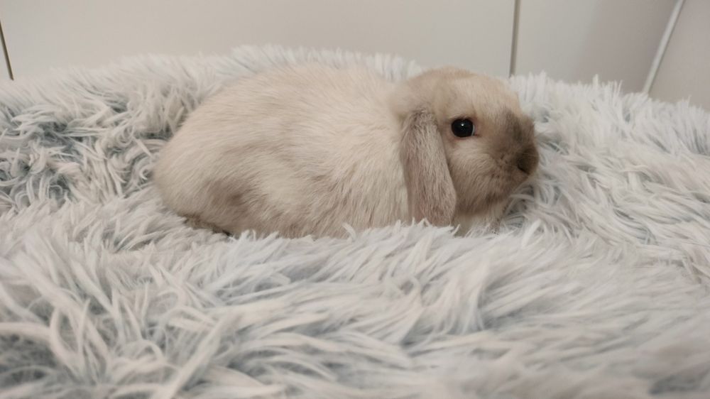 Króliczki mini lop