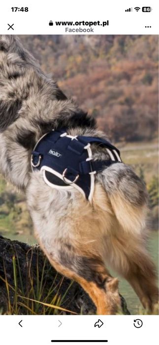 Orteza - stabilizator biodra dla psa - sprzedam