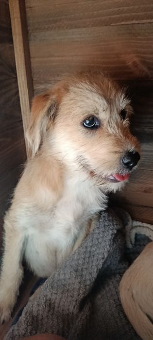 Cães bebés para adoção responsável