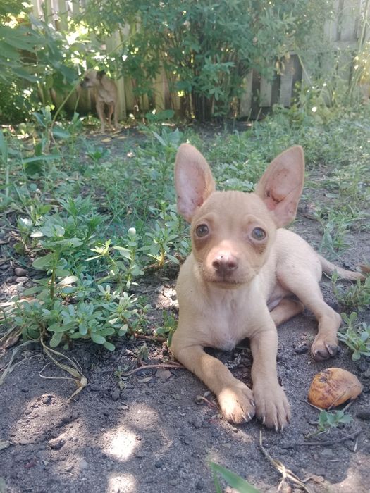 Чістопородні міні цуценята той терьера