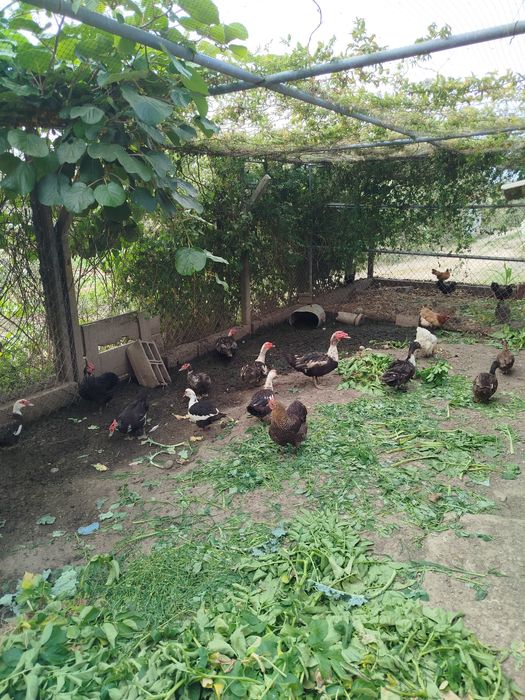 Patos mudos caseiros