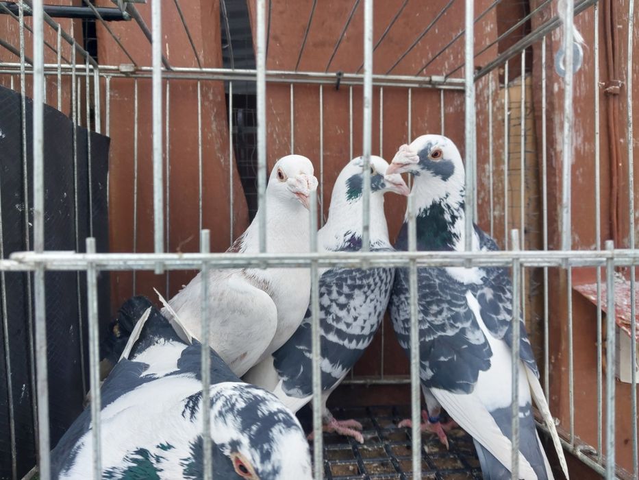 Gołębie staropolskie