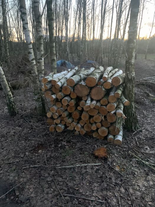 Sprzedam drzewo sosna drewno opałowe