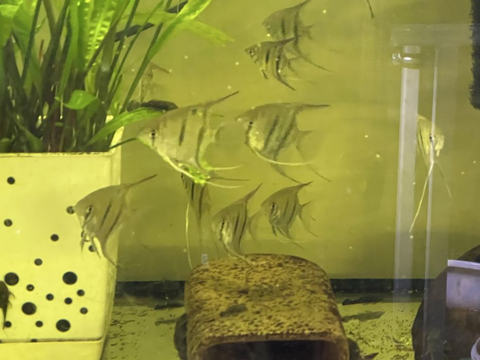 Pterophyllum leopoldi  skalar Leopolda młode