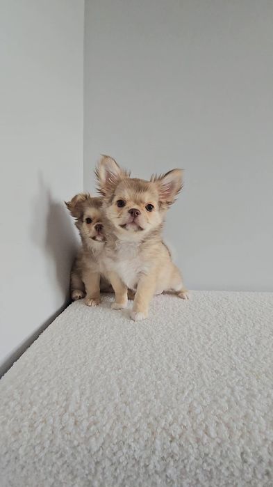 Adel *chocolate & sable