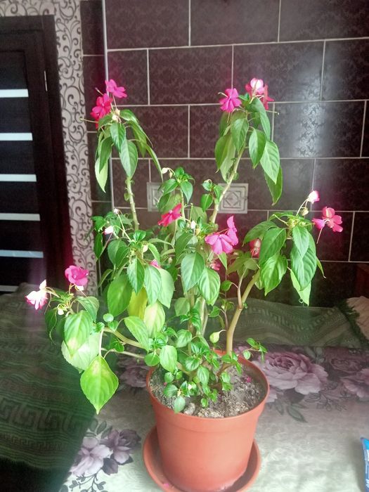 Кімнатна рослина Бельзаміна