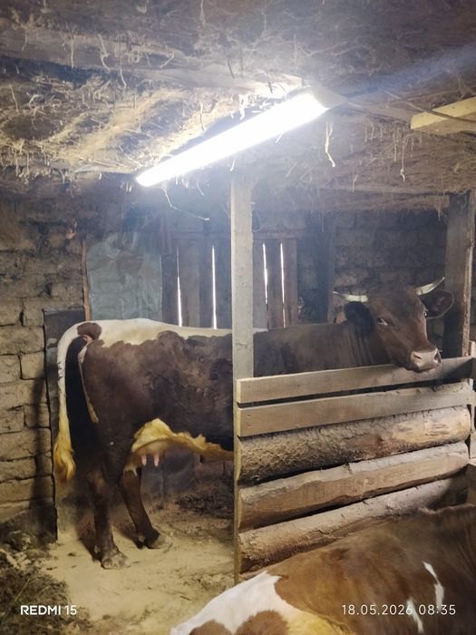 Продам добру коровку