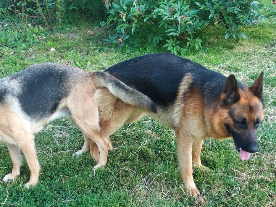 В'язка німецької вівчарки.