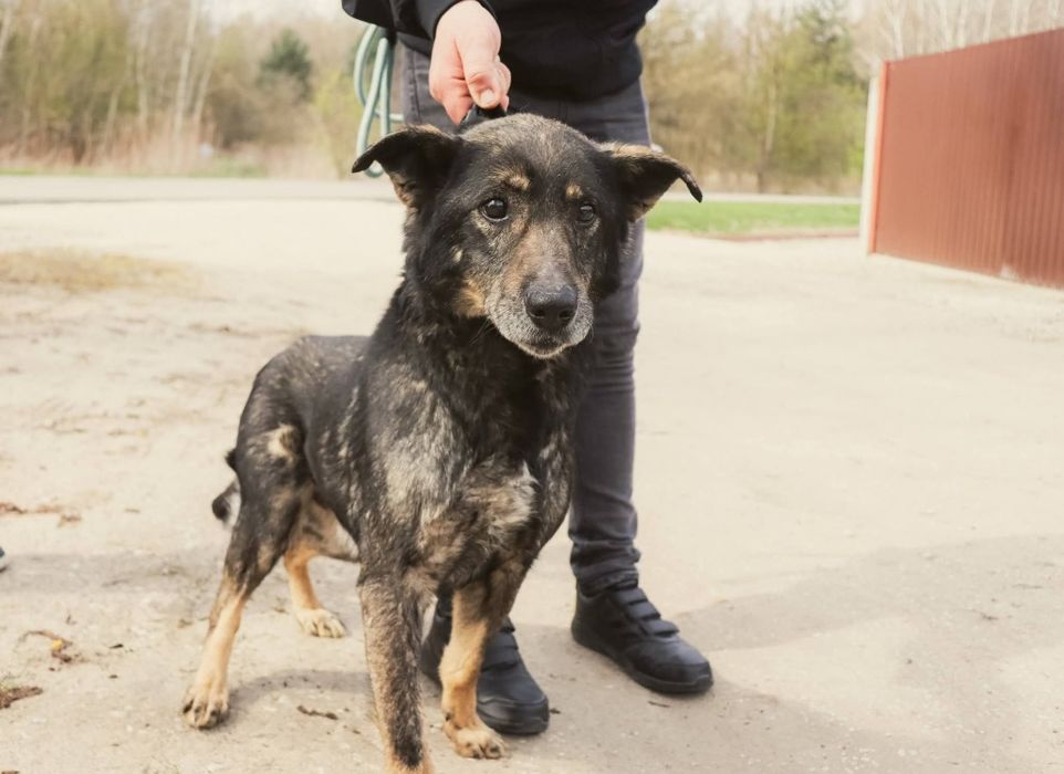 10 letni łagodny Baksik