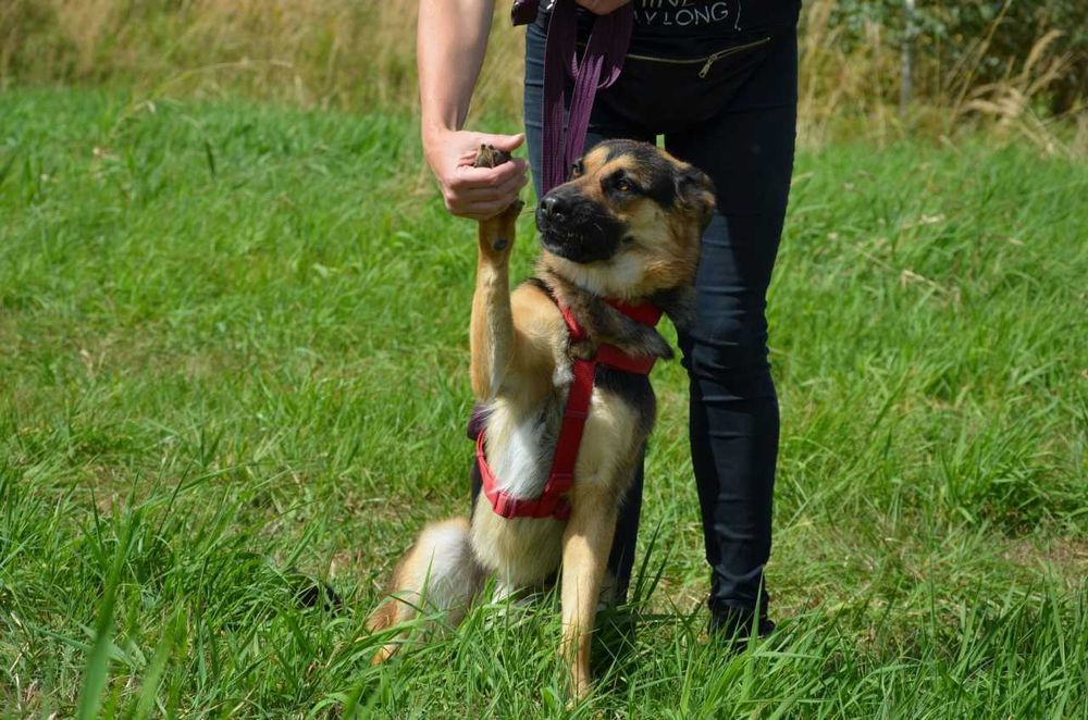 Bambo młodziutki przyjazny w typie owczarka niemieckiego ADOPCJA