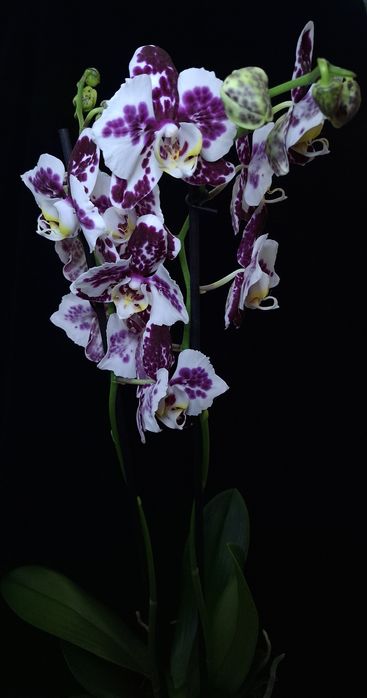 Орхідеі Маракеш пелор, метелик. Повна мутація. На дві гілки. Квітка 8с