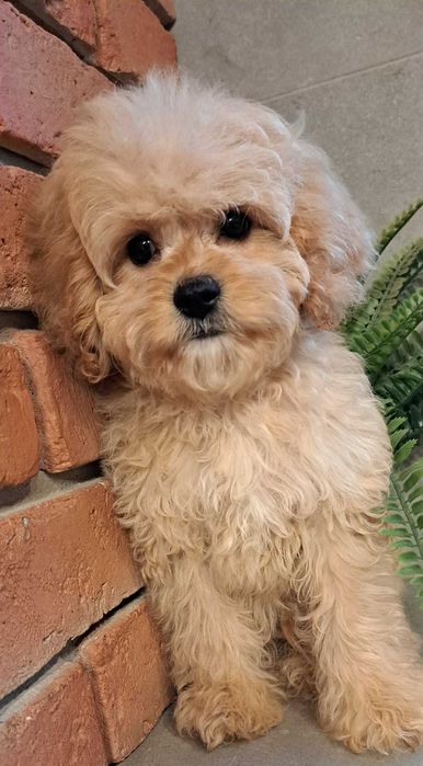 Cavapoo gotowy na zmianę domku