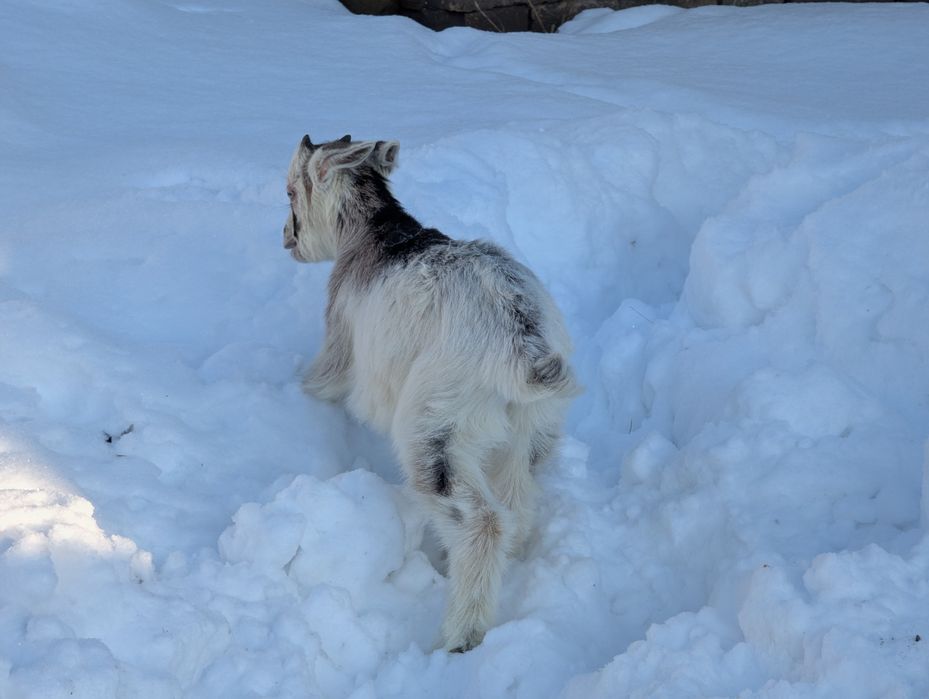 Продам козенята, кози