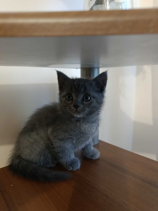 Продам шотландських кошенят