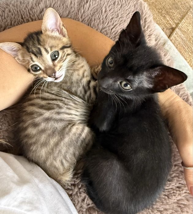 Gatinhas bebes para adoção responsavel conjunta