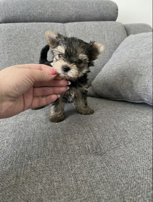 Suczka York    Gotowa na zmianę domku