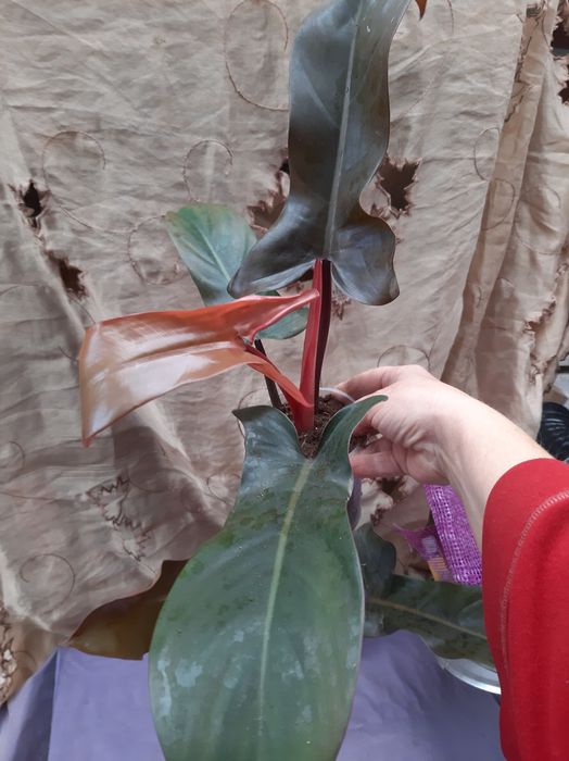 Комнатные адаптированные цветули